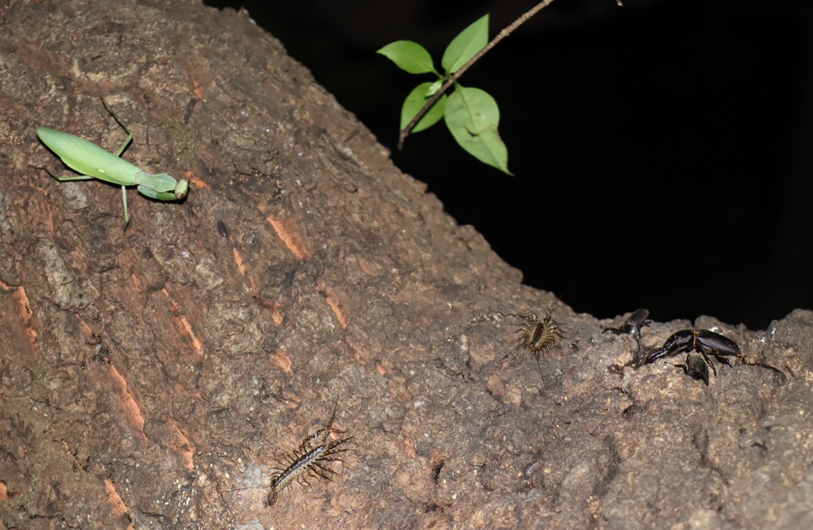団地前のクヌギ_後面-目線より1m上 ハンター”ゲジ”を最強ハンター”ハラビロカマキリ”が狙う！ 2021年8月19日 19時45分頃 気温27度